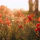 Beautiful Field of Red Poppies - VideoHive Item for Sale