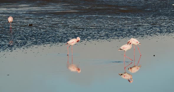 Wild flock of pink flamingos in shallow waters of Atlantic ocean, 4k