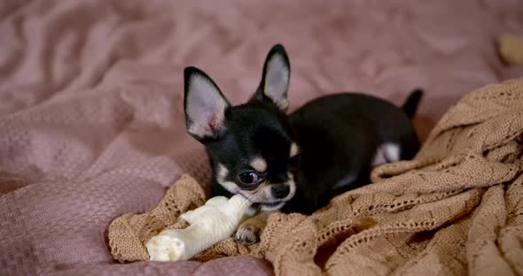 Close-up Portrait of a Miniature Chihuahua Dog Is on the Bed on a Soft Blanket, Scratching His Teeth