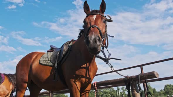 Brown Harnessed Horse Stands Near the Stable on Blue Sky Backdrop in Slow Motion