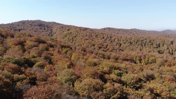 Sabaduri Mountain. Autumn forest. Georgia