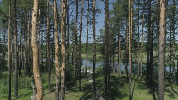 Aerial view of A path of stones among trees. Grass around the edges. 08