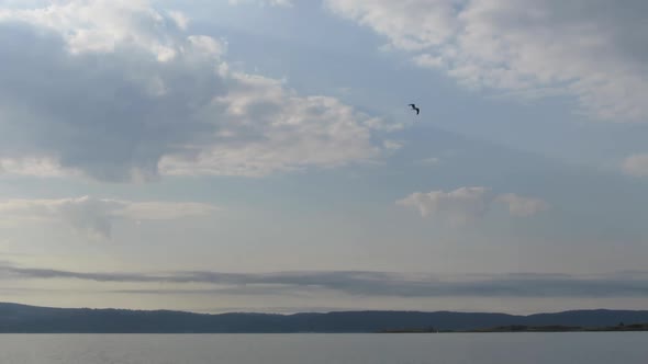 Tracking shot of bird flying over lake