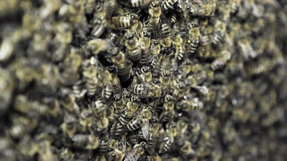 Beekeeping, farm of organic products. Small business. Honey bee brood.