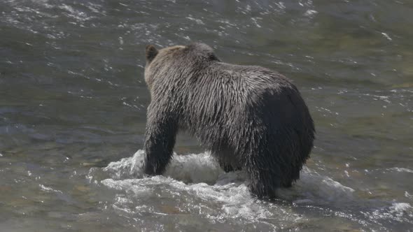 Grizzly Bear Walking in River Looking for Salmon