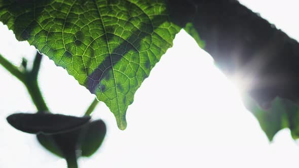 Leaf Against The Background Of The Sun