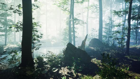 Morning Fog in Deep Forest