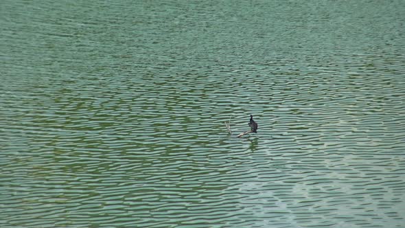 Cormorant standing on branch in lake