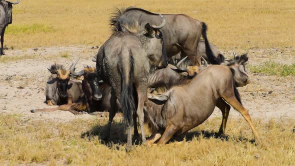 Large wildebeest calf sucking mothers for milk