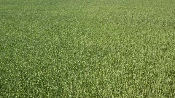 Field of wheat. Green wheat grows in the field.