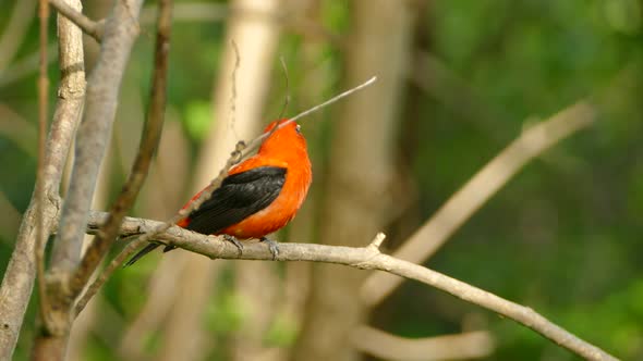 A beautiful Scarlet tananger sitting on a branch beeing watchful of it´s surroundings before flying