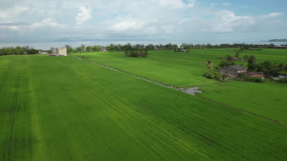 The Paddy Rice Fields of Kedah and Perlis, Malaysia