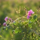 Blossoming Bulgarian oil-bearing rose in the foreground, a field of roses in the background. - VideoHive Item for Sale