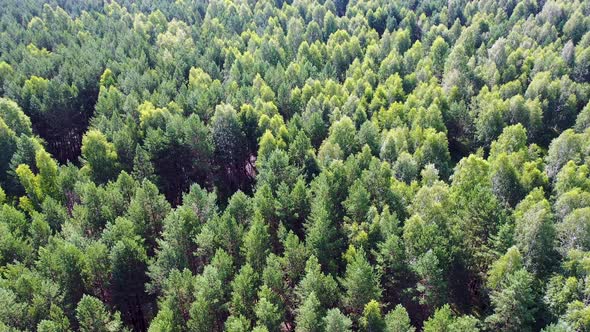 Drone Flight Above Misty Green Pine Coniferous Forest