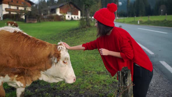 Asian Girl in Red Hat Woman Hand Pet a Cow