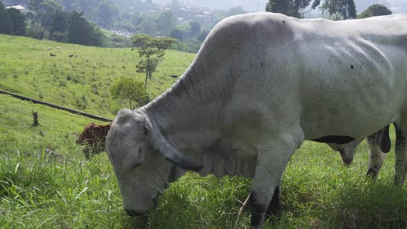 cows and bulls eating on a farm