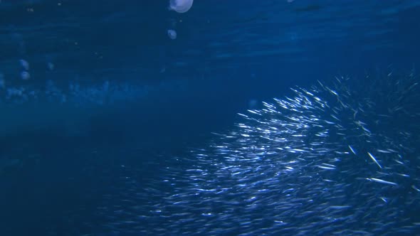 Tropical Blue Fish and Jellyfish