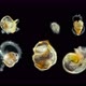 Larvae of a Sea Snail Different Types Under the Microscope, Called Veliger, Class Bivalvia, Type - VideoHive Item for Sale