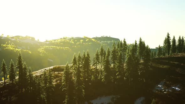 Beautiful Grove of Trees in the Alpine with Wildfire Smoke at Sunset