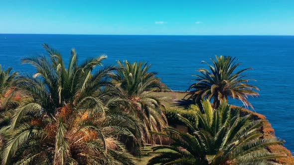 Palm Trees on the Sea Background