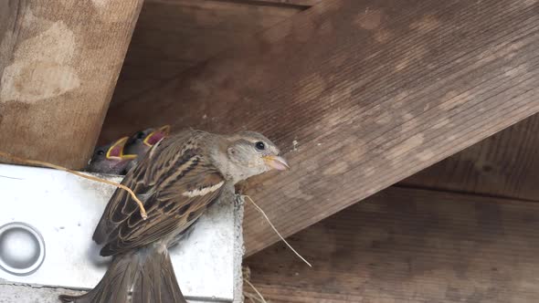 Tree Sparrow Nesting Behavior Watching.