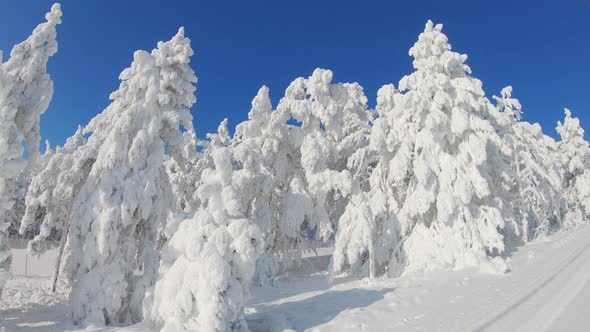 Winter Landscape with a Pine Forest in the Snow