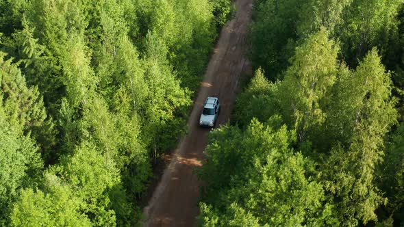 Traveling By Car Through the Forest