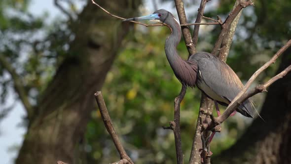 Tri Colored Heron