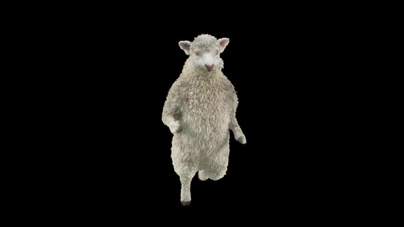 16 Sheep Dancing HD