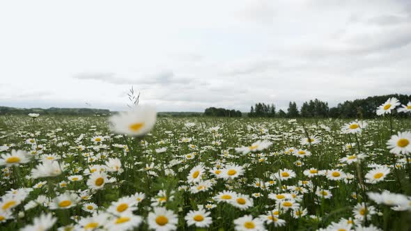 Big White Daisies on a Field in Summer Swaying
