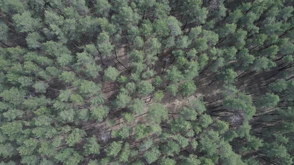 Pine Forest in the Afternoon Aerial View Slow Motion