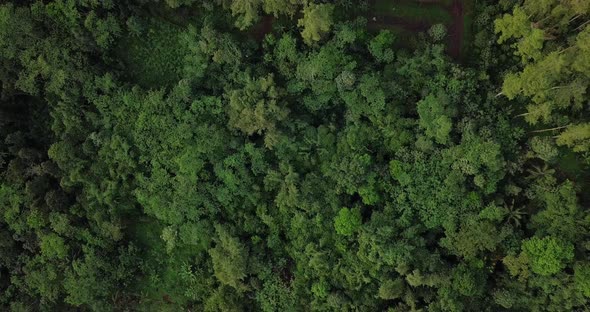 Ascending aerial top down shot of tropical dense forest trees in national park during summer