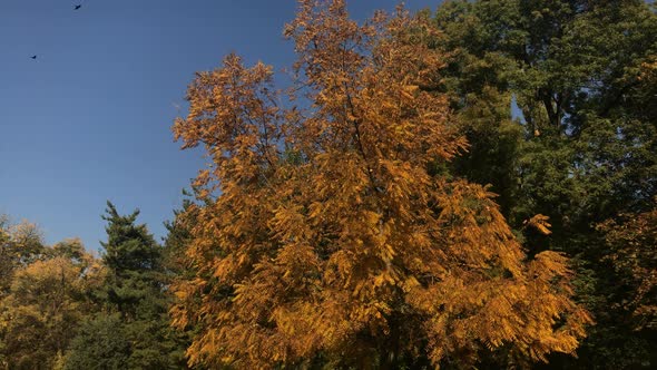 Tilting scene of nature by  the autumn  3840X2160 UltraHD footage - Orange and yellow colors in the 