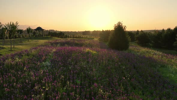 Scenic Landscape of Beautiful Summer Park Dobropark at Sunrise Motyzhyn Ukraine