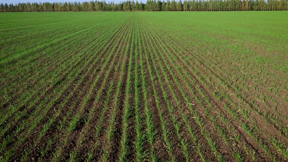 Flying Forward Over Green Sprouts Of Corn Rapeseed Wheat In Rural Farm Field