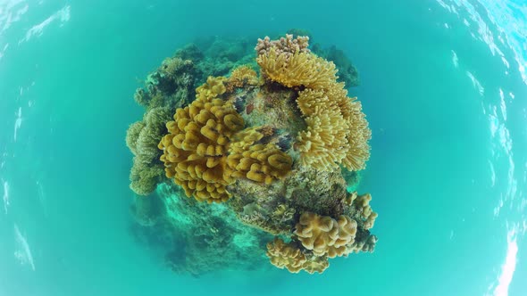 Coral Reef with Fish Underwater, Bohol, Philippines