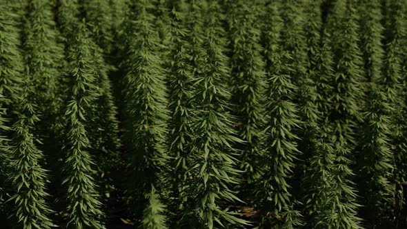 Green Canabis on Marihuana Field Farm