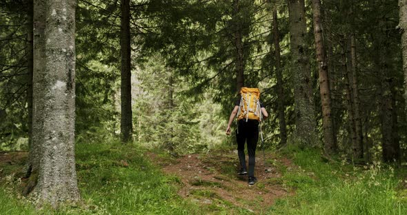 Back View of Active Healthy Male with a Backpack Walking in Pine Woods