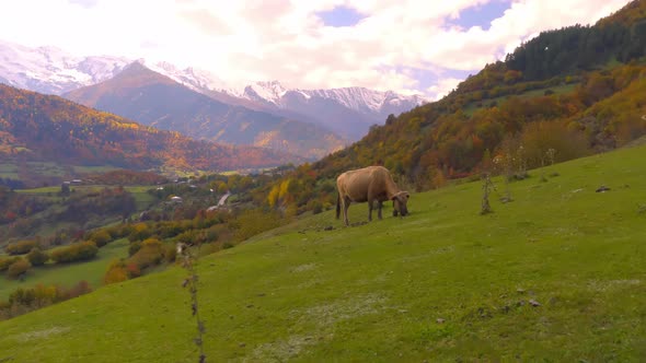 A black cow looks into the camera. mountains in Georgia, in Svaneti,