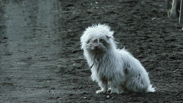 Maltese Dog Yawning in the Countryside. Zoom In.