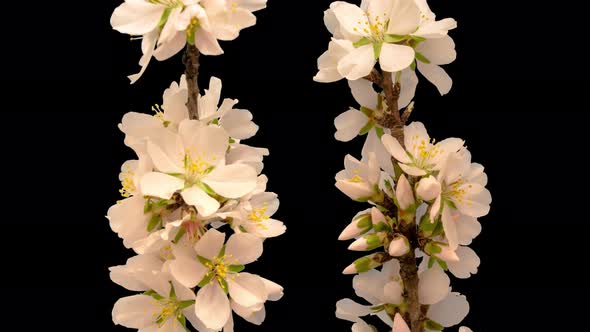 Almond Blossom Timelapse Isolated 5