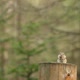 A Small Chipmunk Eats a Seed Sitting on a Wooden Stump in the Forest of the Siberian Nature Reserve - VideoHive Item for Sale