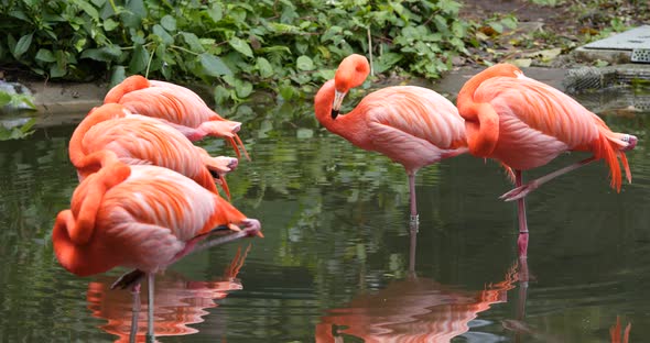 Pink flamingos