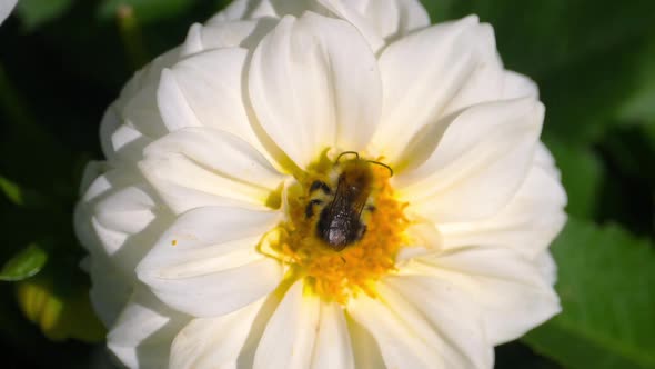 Bumblebee on Dahlia Flower