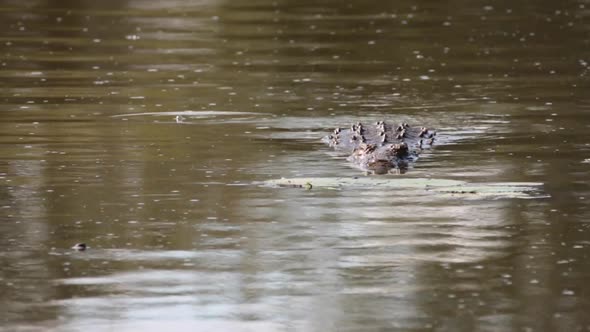 Footage of a nile Crocodile slowly swimming in a natural lake in a nature reserve in south africa