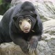 malayan sunbear resting on the rock - VideoHive Item for Sale
