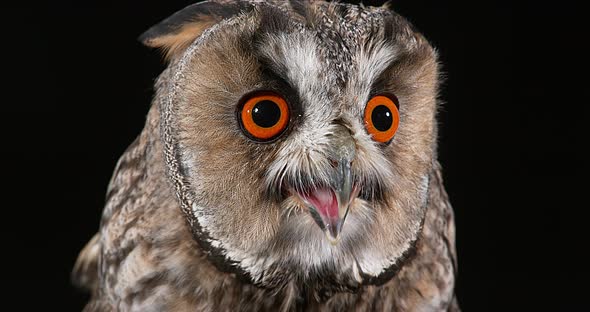 Long Eared Owl, asio otus, Portrait of Adult, Normandy in France, Real Time 4K