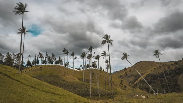 Timelapse of famous Cocora Valley, San Felix during cloudy daytime.