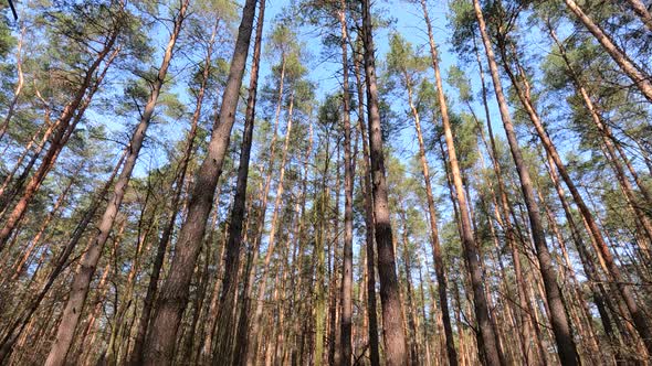 Forest with Pines with High Trunks During the Day