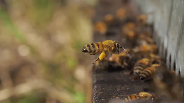 Bees flying around the hive